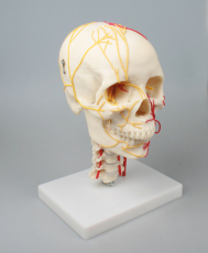 Neurovasculärer Schädel