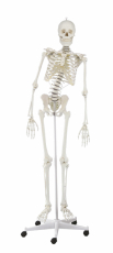 Skelett Hugo mit beweglicher Wirbelsäule