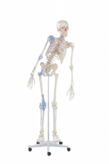 Skelett Max beweglich, mit Muskelmarkierungen und Bandapparat