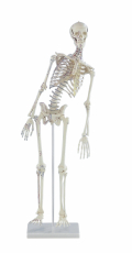 Miniatur-Skelett Fred beweglich, mit Muskelmarkierungen