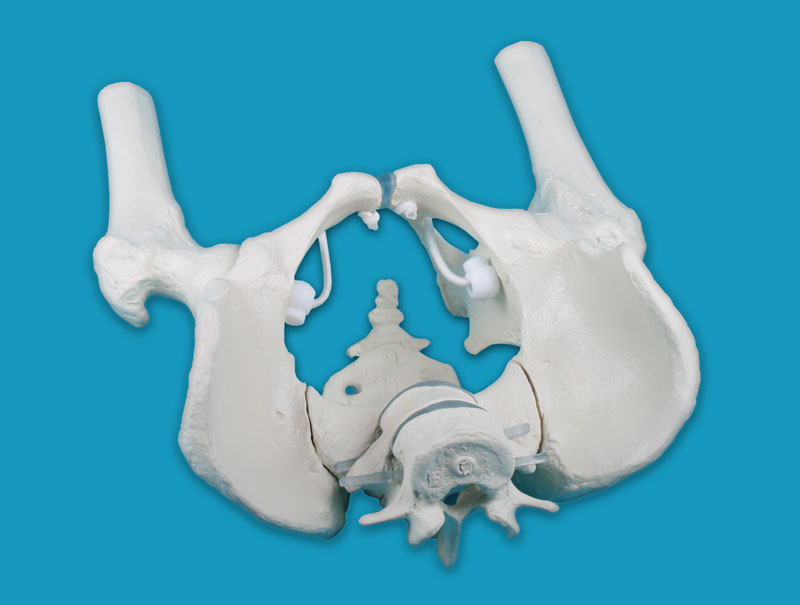 Männliches Beckenmodell mit Kreuzbein, 2 Lendenwirbeln und Oberschenkelstümpfen