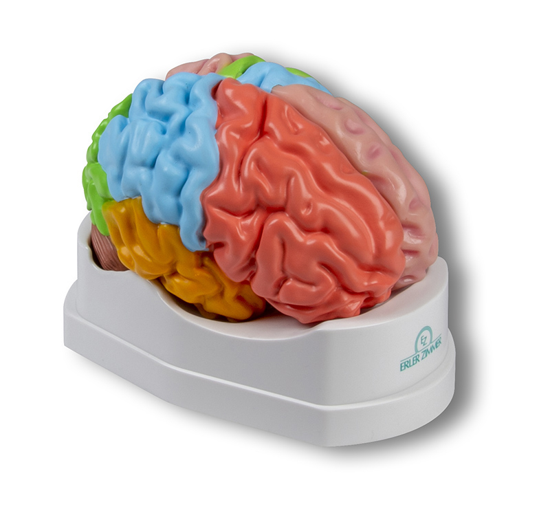 Gehirnmodell funktionell/regional, lebensgroß, 5-teilig