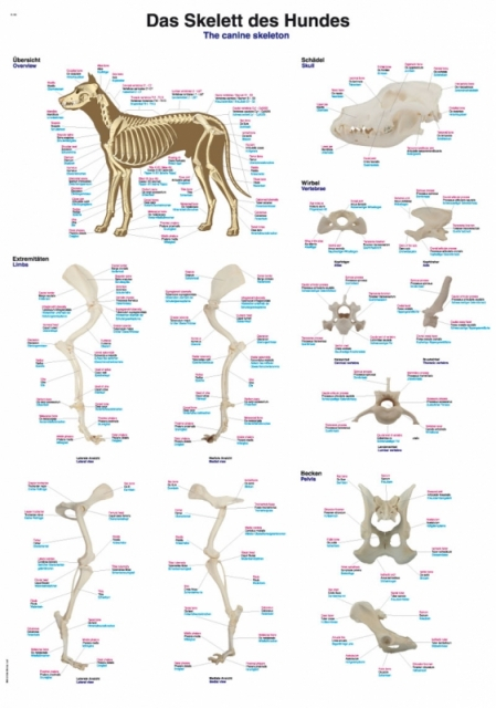 Lehrtafel - Das Skelett des Hundes