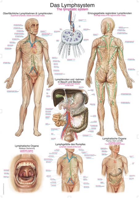 Lehrtafel - Das Lymphsystem