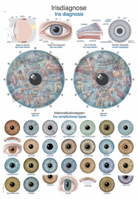 Lehrtafel - Irisdiagnose