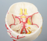 Neurovasculärer Schädel