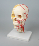 Neurovasculärer Schädel